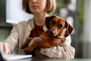Pourquoi souscrire une assurance pour votre chien : avantages et garanties