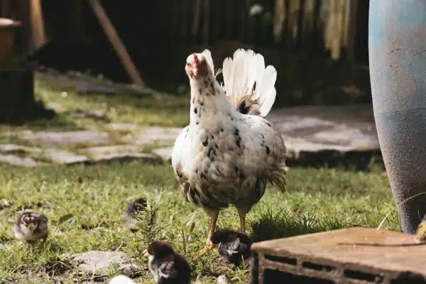 Longévité des poules : tout ce que vous devez savoir sur la durée de vie d’une poule