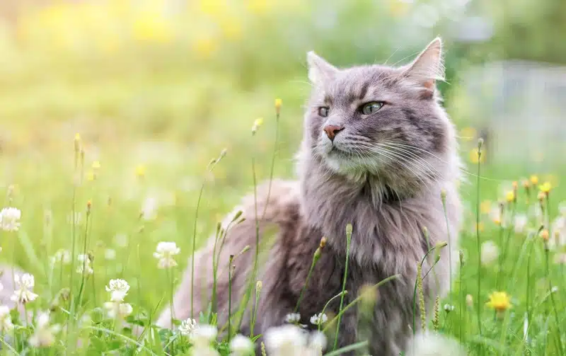 Pourquoi souscrire une assurance pour animaux ?